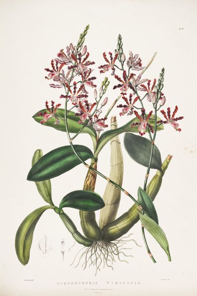 Illustration von Myrmecophila tibicinis als syn. Schomburgkia tibicinis von James Bateman